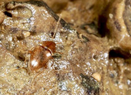 Réf. 297 555 : Speonomus longicornis